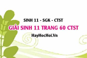 Giải Sinh 11 trang 60 Chân trời sáng tạo SGK